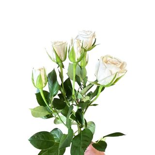 Roselline grappolo bianche