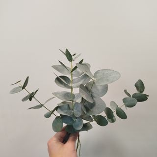 Евкаліпт (синирея) 