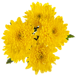 Margarita Amarilla "SIN BOTÓN" Flor Suelta (Nos son ramos/no bouquet)