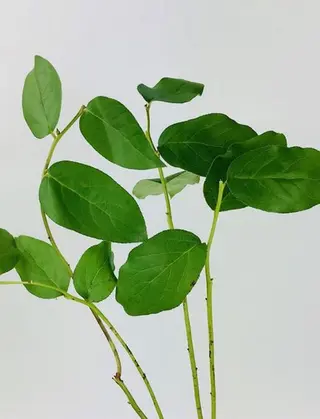 Adauga Verdeata