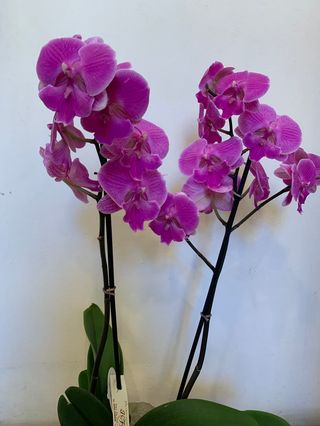 Orchidea rosa