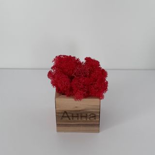 Стабілізований мох "Анна"