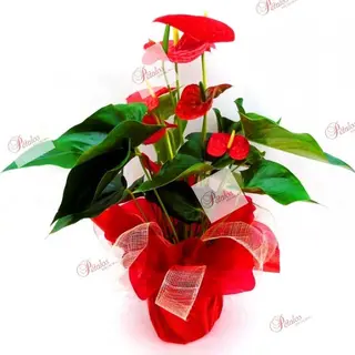 Planta Anthurium Coruña