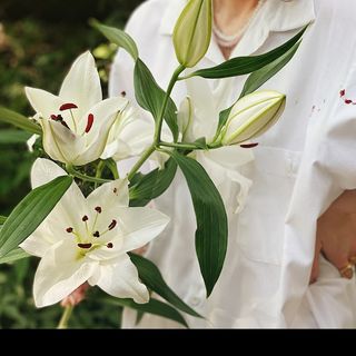 თეთრი ლილია