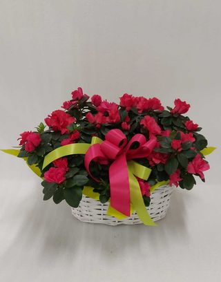 Cesto con 2 azalee
