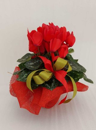 Ciclamino rosso
