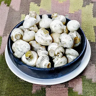 სოკო კეცზე