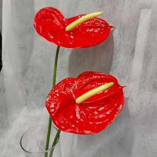 2 Flores De Anturio Rojo