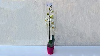 Orhideja saksija 1 grana sa posudom