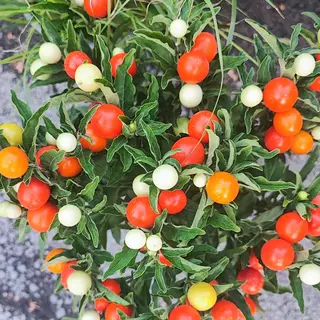 Piante di solanum