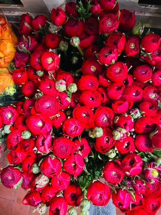 bouquet di ranucoli 50 pezzi