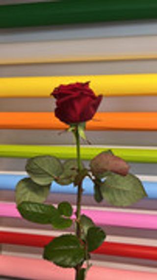 ROSA ROSSA SINGOLA