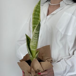 Сансевієрія Футура Суперба №2, 1 шт