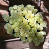 Неперевершена троянда «Мондіаль», 80 см