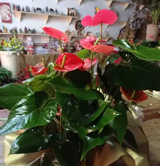 Planta Variada 3