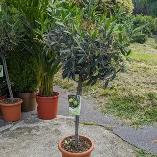 Pianta di Ulivo