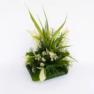 Harmonie Tropicale