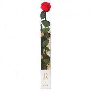 ROSA ROJA PRESERVADA