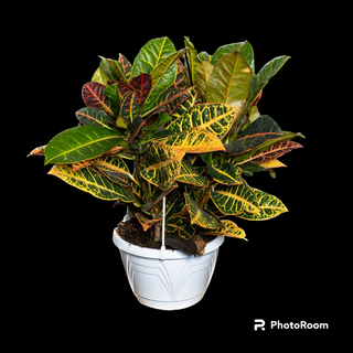 pianta croton Petra