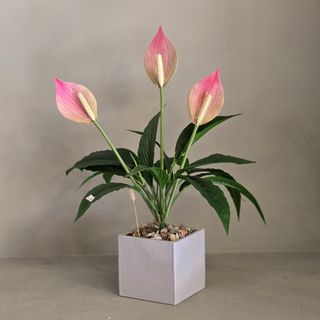 Fleur de lune en pot carré