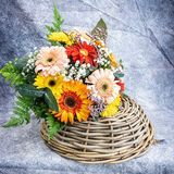 RAMO GERVERAS COLOR MIX