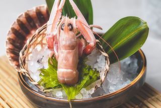 106. Scampo - 1 pezzo