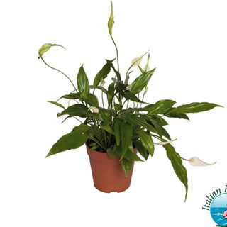 Pianta di spatiphilium