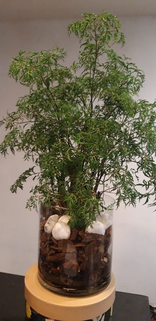 10 Pianta di Polissya in vaso di vetro