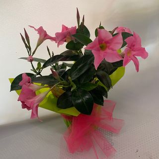 Pianta Dipladenia 