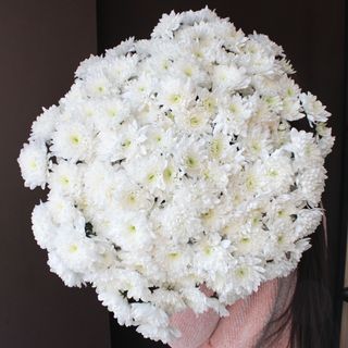 Хризантема біла кущова, 1 шт