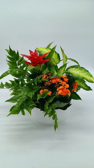 Cesta Plantas Variadas