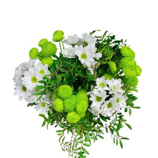 Ramo De Margaritas Blancas y botones verdes.