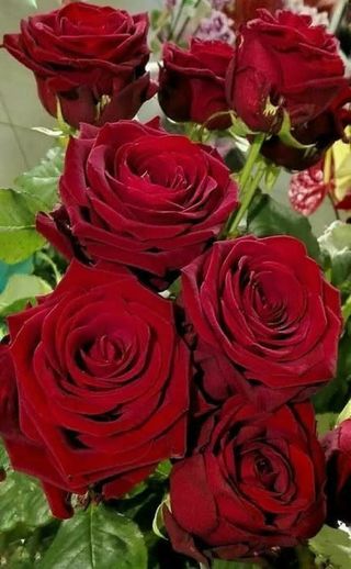 5 rose rosse gambo lungo 