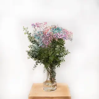 Atado Suelto De Paniculata Rainbow Y Verdes