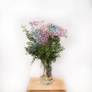 Atado Suelto De Paniculata Rainbow Y Verdes