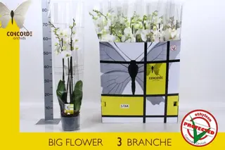 Orchidea bianca