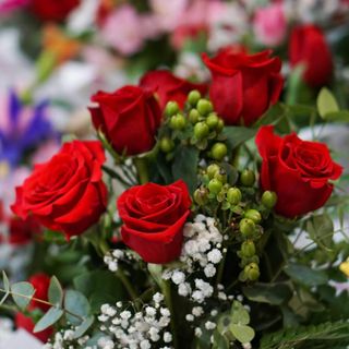 Rosa roja 6 unidades