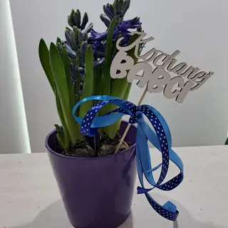 Hiacynt w doniczce ceramicznej z dodatkiem 