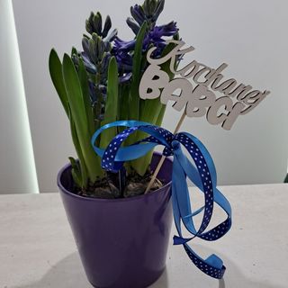 Hiacynt w doniczce ceramicznej z dodatkiem 
