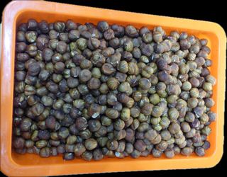 Nocciole sgusciate 100 g