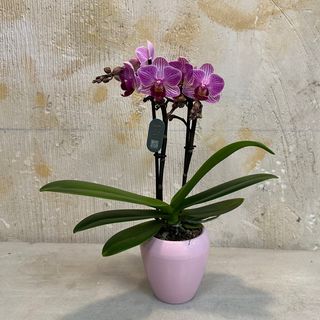 Phalaenopsis mini