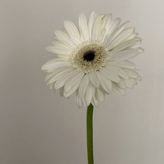 Gerbera alba