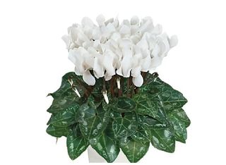 Циклама Бяла | 1 pieces