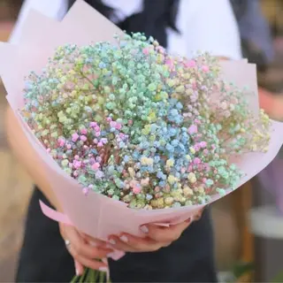 Rainbow Paniculata