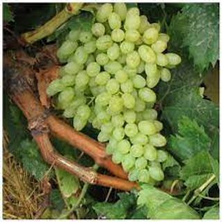 STRUGURI ALBI FARA SAMBURI (kg)