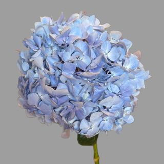 Hortensja błękitna 