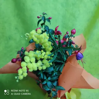 Pianta fucsia con mimosa 