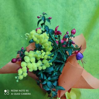 Pianta fucsia con mimosa 