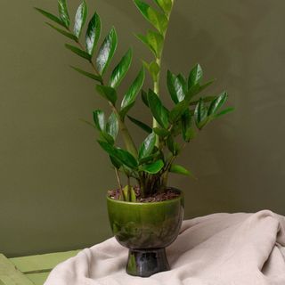 Zamioculcas M