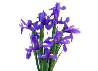 Ириси, сини 7 бр